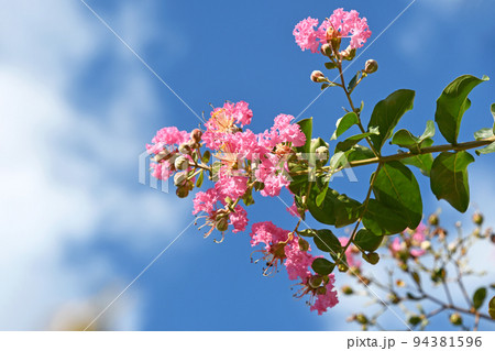 サルスベリの花 94381596