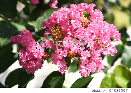 サルスベリの花 サルスベリの花 94381597
