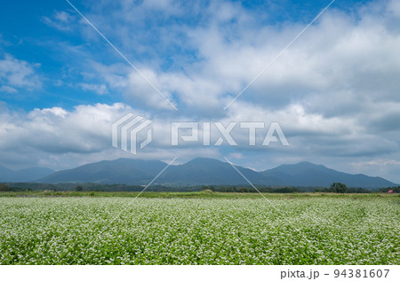 蒜山三座と蕎麦の花 蒜山三座と蕎麦の花 94381607