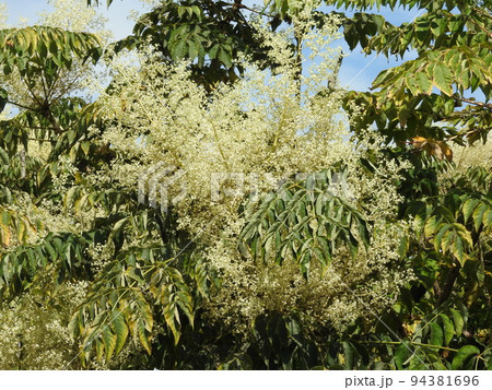 タラノ木の花 タラノ木の花 94381696