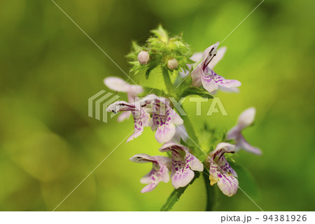 草原に咲く薄ピンクのイヌゴマの花が優雅で美しい 草原に咲く薄ピンクのイヌゴマの花が優雅で美しい 94381926