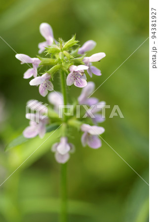 草原に咲く薄ピンクのイヌゴマの花が優雅で美しい 草原に咲く薄ピンクのイヌゴマの花が優雅で美しい 94381927