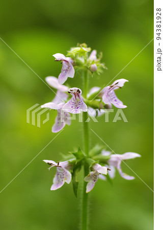 草原に咲く薄ピンクのイヌゴマの花が優雅で美しい 草原に咲く薄ピンクのイヌゴマの花が優雅で美しい 94381928