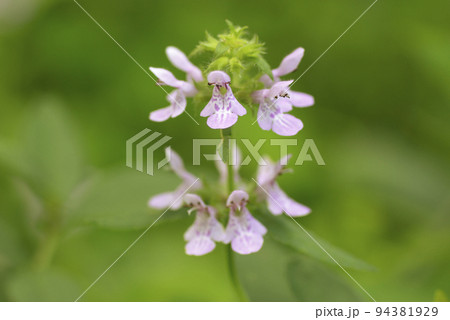 草原に咲く薄ピンクのイヌゴマの花が優雅で美しい 草原に咲く薄ピンクのイヌゴマの花が優雅で美しい 94381929