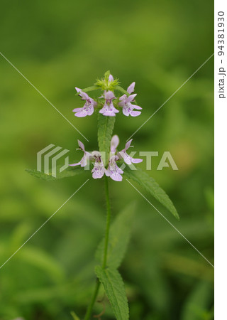 草原に咲く薄ピンクのイヌゴマの花が優雅で美しい 草原に咲く薄ピンクのイヌゴマの花が優雅で美しい 94381930