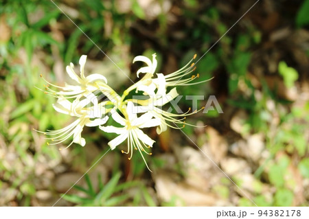 あっと言う間に花数が増したシロバナマンジュシャゲ（白花曼殊沙華） 94382178