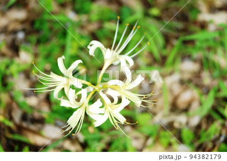 あっと言う間に花数が増したシロバナマンジュシャゲ（白花曼殊沙華） 94382179