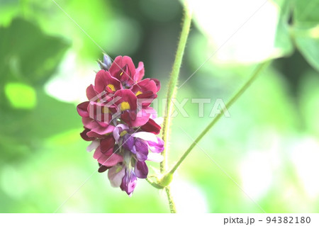 秋の始まりに咲くクズ（葛）の花 94382180