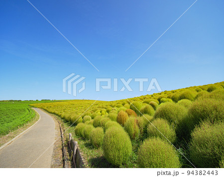 初秋の青空とひたち海浜公園のみはらしの丘。色づき始めたコキア。9月 94382443