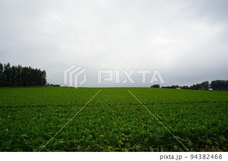 芽室町の畑と空 94382468