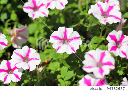 ピンクと白のペチュニア　　 94382627