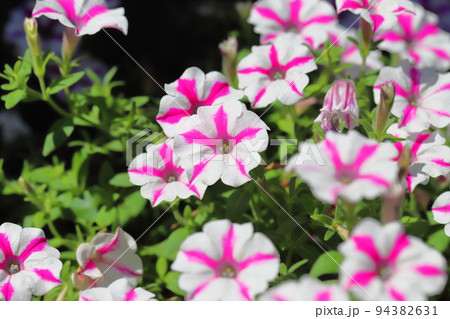 ピンクと白のペチュニア　　 94382631
