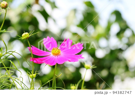ピンク色のコスモス(秋桜)AEB撮影 事例 3(明るく撮影) ピンク色のコスモス(秋桜)AEB撮影 事例 3(明るく撮影) 94382747