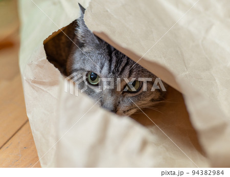 紙袋に入った猫 サバトラ猫 紙袋に入った猫 サバトラ猫 94382984
