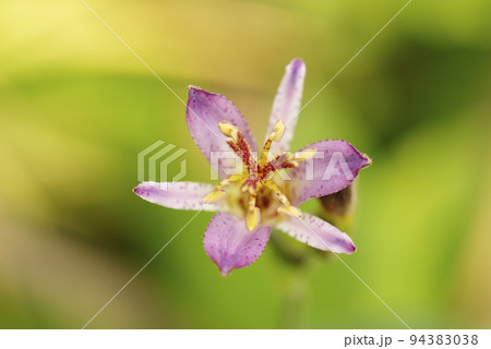 薄紫のホトトギス（杜鵑）の花に秋の訪れを知る 94383038