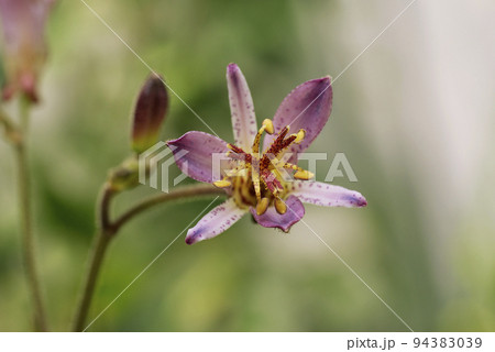 薄紫のホトトギス（杜鵑）の花に秋の訪れを知る 94383039