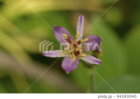 薄紫のホトトギス(杜鵑)の花に秋の訪れを知る 薄紫のホトトギス(杜鵑)の花に秋の訪れを知る 94383040