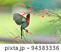 Crimson Sunbird 94383336