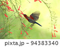 Crimson Sunbird 94383340