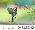 Crimson Sunbird 94383342