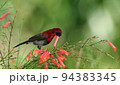 crimson sunbird 94383345