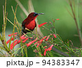 Crimson Sunbird 94383347