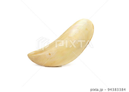Image of beautiful pale yellow sea shells on a white background. Undersea Animals. Sea Shells. Image of beautiful pale yellow sea shells on a white background. Undersea Animals. Sea Shells. 94383384
