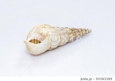 Image of rhinoclavis aspera is a species of sea snail, a marine gastropod mollusk in the family Cerithiidae isolated on white background. Undersea Animals. 94383389