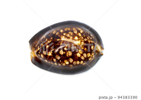 Mauritia mauritiana, common names the humpback cowry, chocolate cowry, mourning cowry and Mauritius cowry, is a species of tropical sea snail, a cowry, a marine gastropod mollusc in the family 94383390