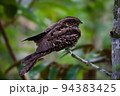 NightJar 94383425