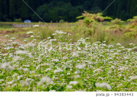 ソバ畑・大内宿名物（福島県・下郷町） 94383443