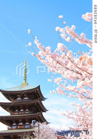 名古屋市、覚王山日泰寺五重塔と桜の風景 94383689
