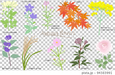 シンプルな秋の花のイラスト 94383991