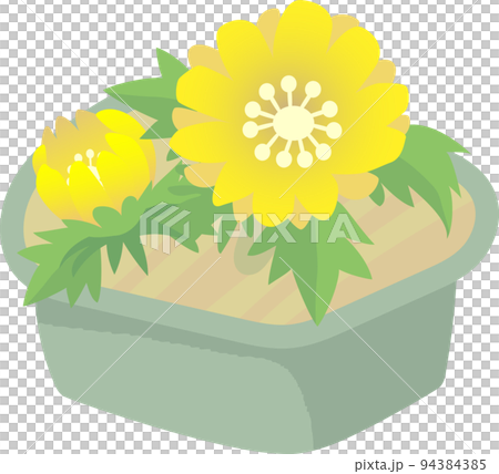 Fukushi草的盆栽植物 94384385