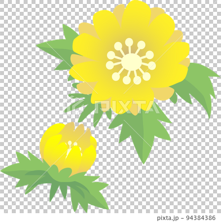 福庫格的花 福庫格的花 94384386