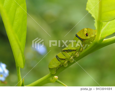 レモンの葉を食害するナミアゲハの幼虫 94384484