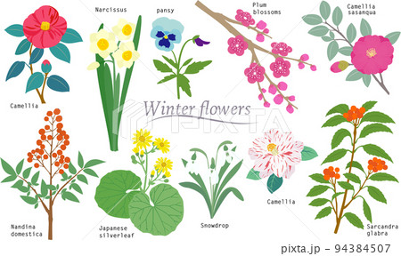 シンプルな冬の花のイラスト素材 94384507