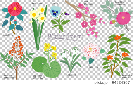 シンプルな冬の花のイラスト素材 94384507