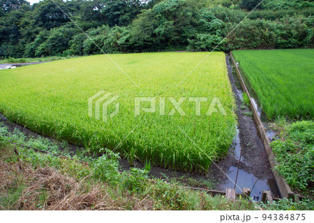 舞岡公園の稲穂・横浜 舞岡公園の稲穂・横浜 94384875