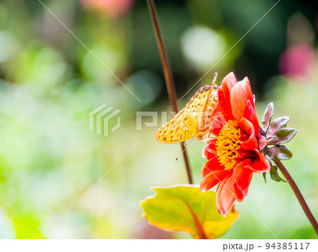 ダリアの花に止まるツマグロヒョウモン蝶 94385117