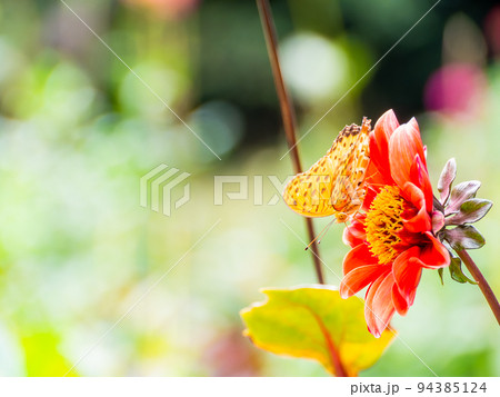 ダリアの花に止まるツマグロヒョウモン蝶 ダリアの花に止まるツマグロヒョウモン蝶 94385124