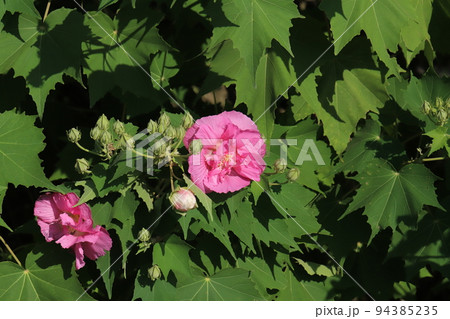 日本の秋の公園に咲くピンク色のスイフヨウの花 94385235
