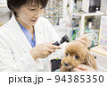 動物病院で小型犬の耳の中を見る女性獣医 94385350