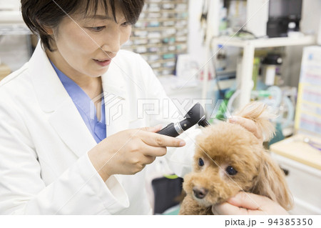 動物病院で小型犬の耳の中を見る女性獣医 94385350