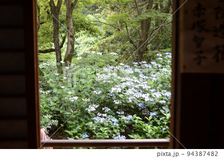 京都　柳谷観音　楊谷寺の紫陽花 94387482