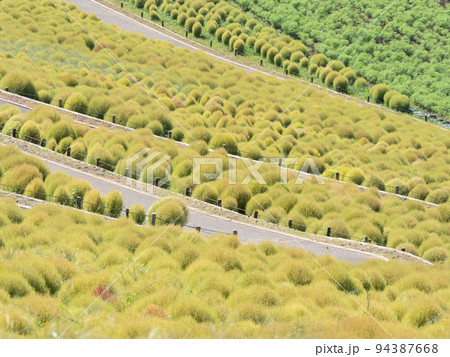 初秋のひたち海浜公園のみはらしの丘　色づき始めたコキア　9月 94387668