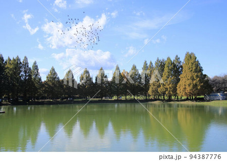 川越水上公園の黄葉 94387776