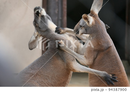 ボクシングで戦う二頭のカンガルーの写真素材 [94387900] - PIXTA