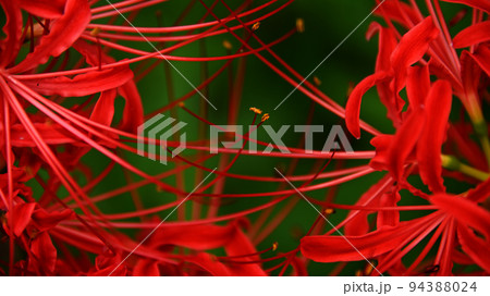彼岸花　半田市矢勝川のヒガンバナ 94388024