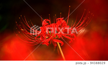 彼岸花 半田市矢勝川のヒガンバナ 彼岸花 半田市矢勝川のヒガンバナ 94388029